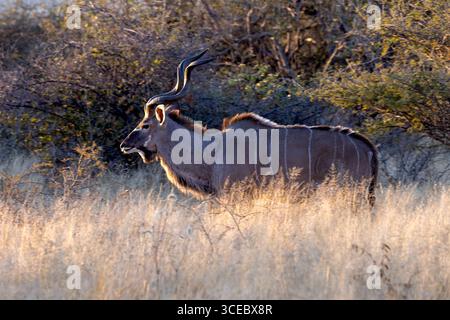 Greater Kudu (Tragelaphus strepsiceros) - Okonjima Nature Reserve, in den Omboroko Bergen Namibias, Afrika Stockfoto