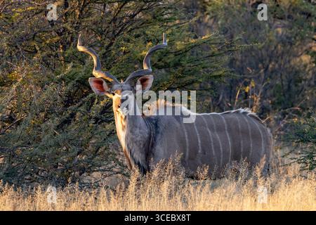 Greater Kudu (Tragelaphus strepsiceros) - Okonjima Nature Reserve, in den Omboroko Bergen Namibias, Afrika Stockfoto