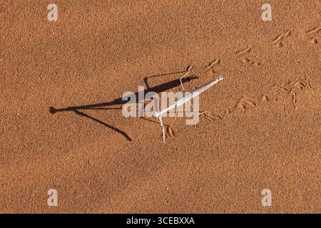 Langer Schatten betender Mantis-Arten (Mantidae) in den Sanddünen des Namib-Naukluft-Nationalparks, Namibia, Afrika Stockfoto