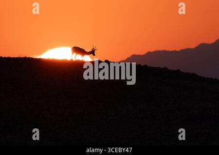 Einsamer Springbock (Antidorcas marsupialis) bei Sonnenaufgang im Namib-Naukluft-Nationalpark, Namibia, Afrika Stockfoto