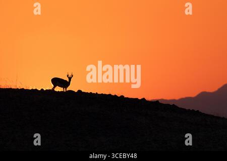 Einsamer Springbock (Antidorcas marsupialis) bei Sonnenaufgang im Namib-Naukluft-Nationalpark, Namibia, Afrika Stockfoto
