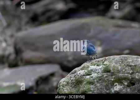 Plumbeous Water Redstart thront auf einem Bach Felsen im Südwesten Chinas. Stockfoto