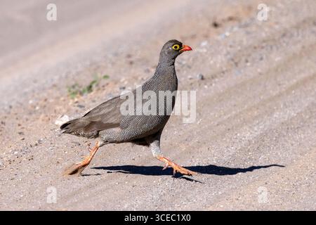 Rotschnabelvogel (Pternistis adspersus) auf der Flucht - Hoanib River Valley, Namibia, Afrika Stockfoto