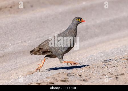 Rotschnabelvogel (Pternistis adspersus) auf der Flucht - Hoanib River Valley, Namibia, Afrika Stockfoto