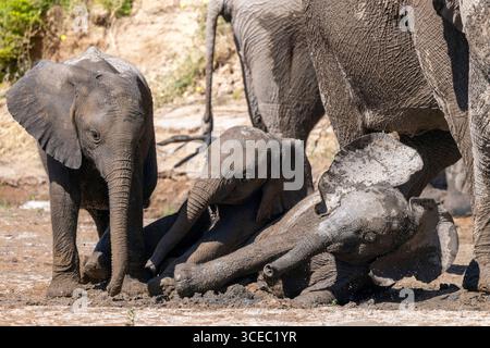 Junge afrikanische Elefanten (Wüstenadaptiert) spielen im Schlamm Hoanib River Valley, Namibia, Afrika Stockfoto