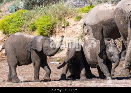 Junge afrikanische Elefanten (Wüstenadaptiert) spielen im Schlamm Hoanib River Valley, Namibia, Afrika Stockfoto