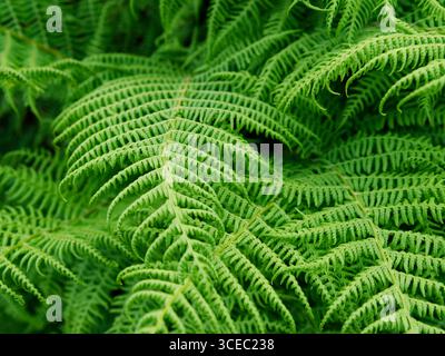 Mehrere Schichten hellgrüner Farnwedel verflechten sich und schaffen eine üppige natürliche Textur. Das Licht spielt über die Blätter und hebt das zarte V hervor Stockfoto