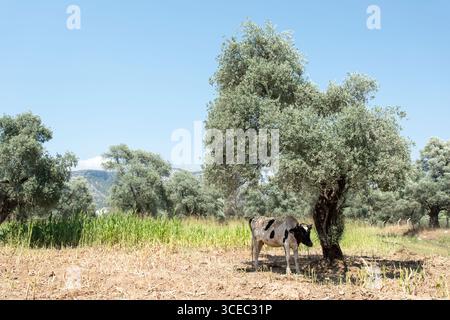 Landwirtschaftliche Konzept, Tagebuch Kühe essen ein Heu in modernen freien Viehstall oder Kuhstall für die Destillation von Milch, Tier-und Lebensmittelkonzept Stockfoto