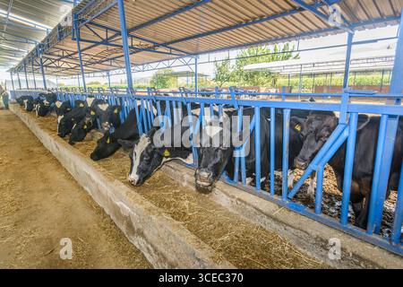 Landwirtschaftliche Konzept, Tagebuch Kühe essen ein Heu in modernen freien Viehstall oder Kuhstall für die Destillation von Milch, Tier-und Lebensmittelkonzept Stockfoto