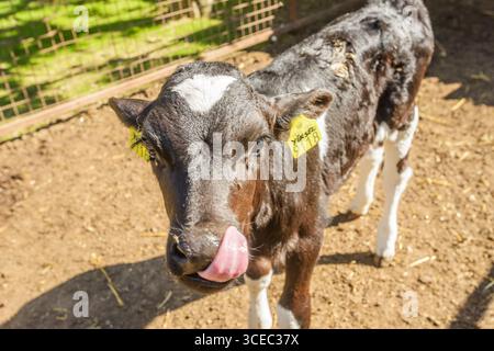 Landwirtschaftliche Konzept, Tagebuch Kühe essen ein Heu in modernen freien Viehstall oder Kuhstall für die Destillation von Milch, Tier-und Lebensmittelkonzept Stockfoto