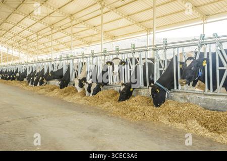 Landwirtschaftliche Konzept, Tagebuch Kühe essen ein Heu in modernen freien Viehstall oder Kuhstall für die Destillation von Milch, Tier-und Lebensmittelkonzept Stockfoto