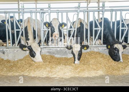 Landwirtschaftliche Konzept, Tagebuch Kühe essen ein Heu in modernen freien Viehstall oder Kuhstall für die Destillation von Milch, Tier-und Lebensmittelkonzept Stockfoto