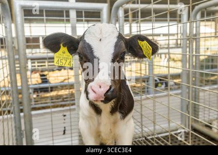 Landwirtschaftliche Konzept, Tagebuch Kühe essen ein Heu in modernen freien Viehstall oder Kuhstall für die Destillation von Milch, Tier-und Lebensmittelkonzept Stockfoto