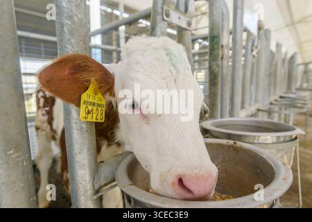 Landwirtschaftliche Konzept, Tagebuch Kühe essen ein Heu in modernen freien Viehstall oder Kuhstall für die Destillation von Milch, Tier-und Lebensmittelkonzept Stockfoto