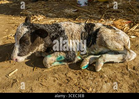 Landwirtschaftliche Konzept, Tagebuch Kühe essen ein Heu in modernen freien Viehstall oder Kuhstall für die Destillation von Milch, Tier-und Lebensmittelkonzept Stockfoto