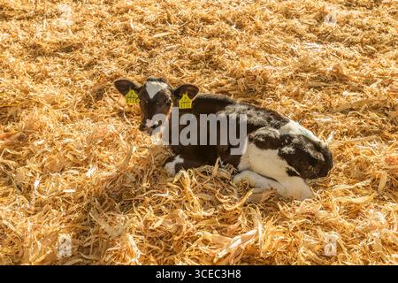 Landwirtschaftliche Konzept, Tagebuch Kühe essen ein Heu in modernen freien Viehstall oder Kuhstall für die Destillation von Milch, Tier-und Lebensmittelkonzept Stockfoto