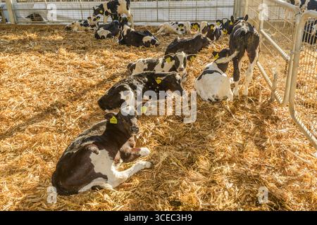 Landwirtschaftliche Konzept, Tagebuch Kühe essen ein Heu in modernen freien Viehstall oder Kuhstall für die Destillation von Milch, Tier-und Lebensmittelkonzept Stockfoto
