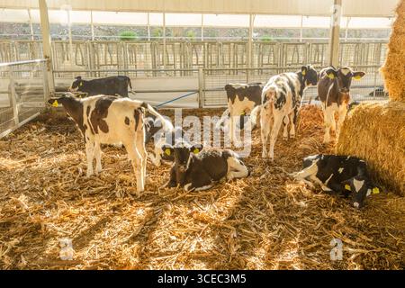 Landwirtschaftliche Konzept, Tagebuch Kühe essen ein Heu in modernen freien Viehstall oder Kuhstall für die Destillation von Milch, Tier-und Lebensmittelkonzept Stockfoto