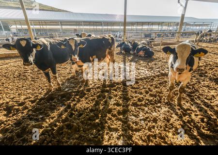 Landwirtschaftliche Konzept, Tagebuch Kühe essen ein Heu in modernen freien Viehstall oder Kuhstall für die Destillation von Milch, Tier-und Lebensmittelkonzept Stockfoto