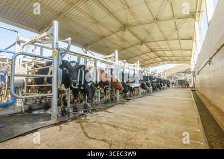 Landwirtschaftliche Konzept, Tagebuch Kühe essen ein Heu in modernen freien Viehstall oder Kuhstall für die Destillation von Milch, Tier-und Lebensmittelkonzept Stockfoto