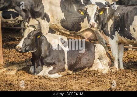 Landwirtschaftliche Konzept, Tagebuch Kühe essen ein Heu in modernen freien Viehstall oder Kuhstall für die Destillation von Milch, Tier-und Lebensmittelkonzept Stockfoto