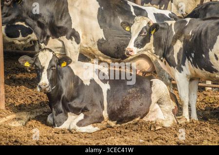 Landwirtschaftliche Konzept, Tagebuch Kühe essen ein Heu in modernen freien Viehstall oder Kuhstall für die Destillation von Milch, Tier-und Lebensmittelkonzept Stockfoto