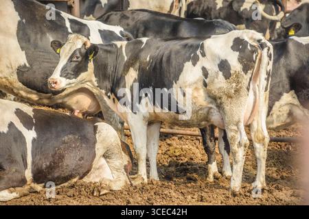 Landwirtschaftliche Konzept, Tagebuch Kühe essen ein Heu in modernen freien Viehstall oder Kuhstall für die Destillation von Milch, Tier-und Lebensmittelkonzept Stockfoto