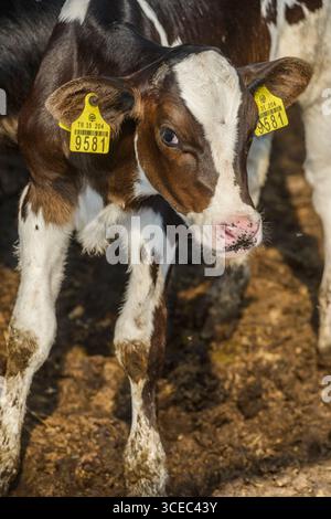 Landwirtschaftliche Konzept, Tagebuch Kühe essen ein Heu in modernen freien Viehstall oder Kuhstall für die Destillation von Milch, Tier-und Lebensmittelkonzept Stockfoto
