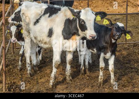 Landwirtschaftliche Konzept, Tagebuch Kühe essen ein Heu in modernen freien Viehstall oder Kuhstall für die Destillation von Milch, Tier-und Lebensmittelkonzept Stockfoto