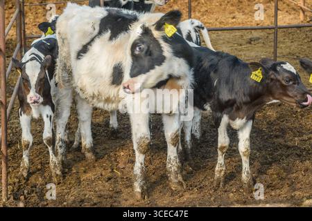 Landwirtschaftliche Konzept, Tagebuch Kühe essen ein Heu in modernen freien Viehstall oder Kuhstall für die Destillation von Milch, Tier-und Lebensmittelkonzept Stockfoto