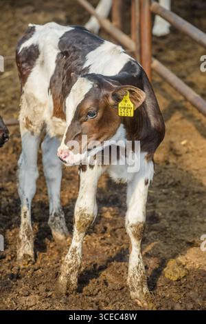 Landwirtschaftliche Konzept, Tagebuch Kühe essen ein Heu in modernen freien Viehstall oder Kuhstall für die Destillation von Milch, Tier-und Lebensmittelkonzept Stockfoto