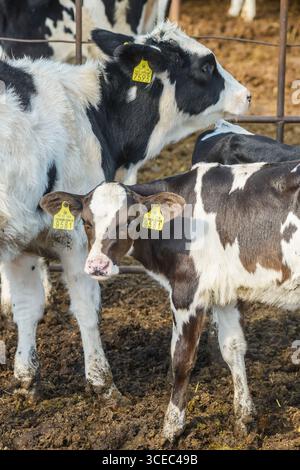Landwirtschaftliche Konzept, Tagebuch Kühe essen ein Heu in modernen freien Viehstall oder Kuhstall für die Destillation von Milch, Tier-und Lebensmittelkonzept Stockfoto