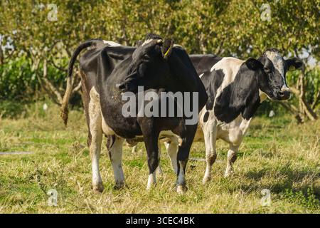 Landwirtschaftliche Konzept, Tagebuch Kühe essen ein Heu in modernen freien Viehstall oder Kuhstall für die Destillation von Milch, Tier-und Lebensmittelkonzept Stockfoto