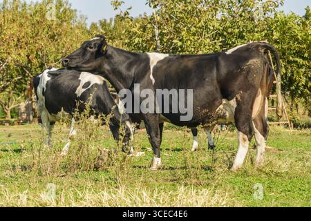 Landwirtschaftliche Konzept, Tagebuch Kühe essen ein Heu in modernen freien Viehstall oder Kuhstall für die Destillation von Milch, Tier-und Lebensmittelkonzept Stockfoto