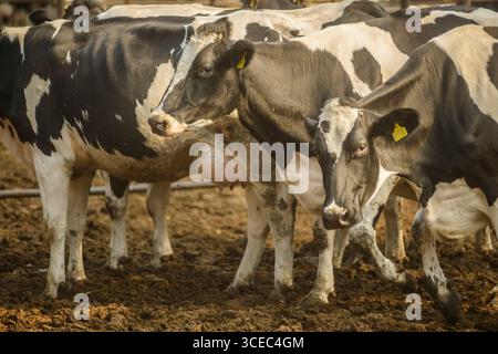 Landwirtschaftliche Konzept, Tagebuch Kühe essen ein Heu in modernen freien Viehstall oder Kuhstall für die Destillation von Milch, Tier-und Lebensmittelkonzept Stockfoto