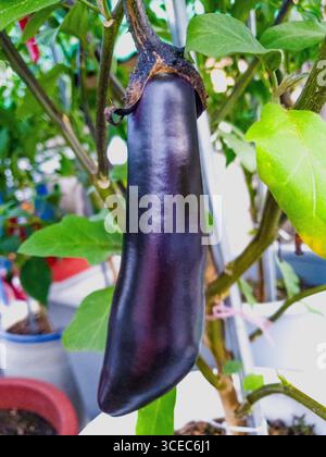 Reife violette Auberginen wachsen auf einem Gemüsebeet in Ihrem eigenen Garten. Stockfoto