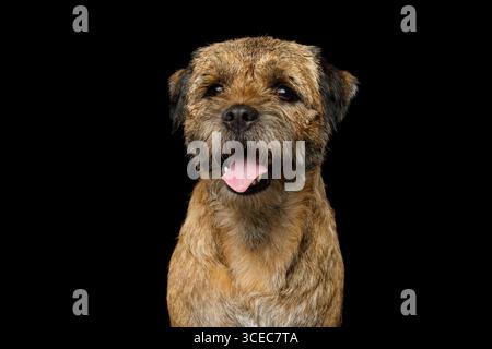 Porträt eines Border Terrier Lächelns vor schwarzem Hintergrund, Vorderansicht Stockfoto