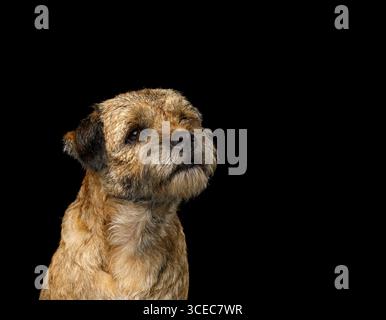 Porträt von Border Terrier vor schwarzem Hintergrund, Vorderansicht, Blick nach oben Stockfoto