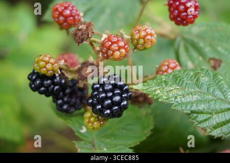 brombeerfrüchte beginnen im Spätsommer zu Reifen. Saftige Herbstfrüchte Stockfoto