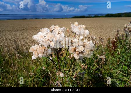 Lebendige, wilde Mariendistel zeigen ihre flauschigen Samen auf einer ruhigen grünen Wiese bei sonnigem Wetter, was die natürliche Schönheit und das saisonale Wachstum veranschaulicht. Stockfoto