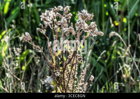 Lebendige, wilde Mariendistel zeigen ihre flauschigen Samen auf einer ruhigen grünen Wiese bei sonnigem Wetter, was die natürliche Schönheit und das saisonale Wachstum veranschaulicht. Stockfoto