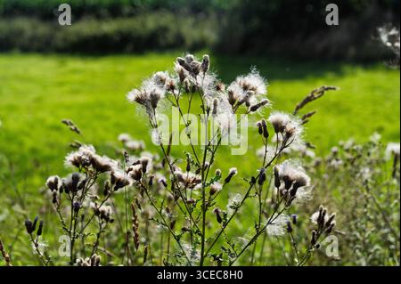 Lebendige, wilde Mariendistel zeigen ihre flauschigen Samen auf einer ruhigen grünen Wiese bei sonnigem Wetter, was die natürliche Schönheit und das saisonale Wachstum veranschaulicht. Stockfoto