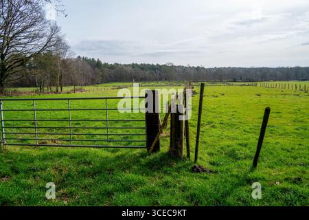 Wiese im Wald im Naturschutzgebiet Hoge Kempen, Belgien Stockfoto