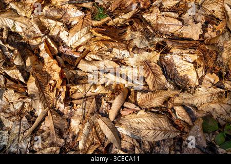 Hintergrund getrockneter, gefallener Blätter Stockfoto