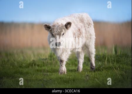Porträt von Galloway Rinderkalb, das am Seeufer im Frühling weidet Stockfoto