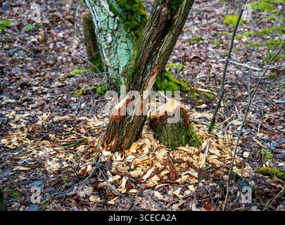 Von Bibern abgeschnittener Baum Stockfoto