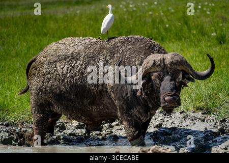 Afrikanischer Büffel mit Rinderreiher auf dem Rücken im Ngorongoro-Krater, Tansania Stockfoto