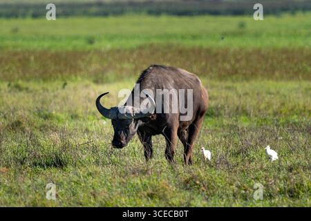 Kap-Büffel mit Rinderreiher im Ngorongoro-Krater, Tansania Stockfoto