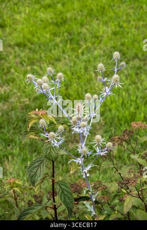 Flache Sea-holly Pflanze Stockfoto