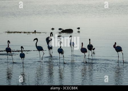 Flamingos waten in Silhouette, Ngorongoro-Krater, Tansania Stockfoto